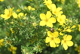 During the first year of life, the plant only produces a rosette of leaves on the ground, and only in its second year, it develops a stalk that can grow up to 2 m (6.5 ft) tall. Little Yellow Flowers 5 Petals Novocom Top