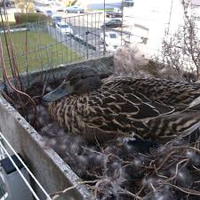 Enten sind nestflüchter, das heißt, sie sind beim schlüpfen bereits sehr weit entwickelt, verlassen nach sechs bis zwölf stunden das nest und können von anfang an schwimmen. Maintal Stockente Sucht Sich Kuriosen Und Gefahrlichen Nistplatz Rettungsaktion Geht Gut Maintal