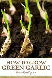 Planting Spring Garlic Growing Garlic Spring Garlic When To Plant Garlic