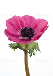 茎 葉 花の部分 めしべ 咲く ピンク色 の画像素材 16800507 写真素材ならイメージナビ flowers anemone single flower