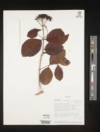 Image result for Crossopteryx