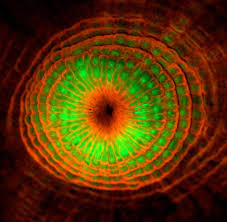 Resultado de imagen para corales fluorescentes