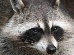 If you plant them around the perimeter of your garden, they may be enough to deter raccoons from going further. How To Get Rid Of Raccoons For Good Dengarden