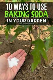 10 Ways To Use Baking Soda In Your Garden Organic Gardening Tips Veg Garden Home Vegetable Garden