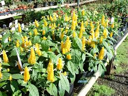 Image result for Pachystachys