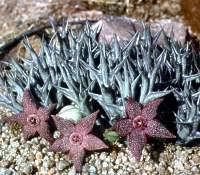Image result for Orbea carnosa