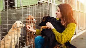 Check spelling or type a new query. Travailler Dans Un Refuge Animalier Ifsa