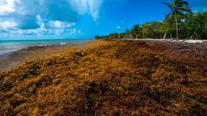 Seaweed Problem Hi-Res Stock Photography And Images - Alamy