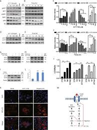 E sheng man lu ying xun zhou xian yi chuan quan tu. Inhibition Of P70 S6 Kinase Activity By A77 1726 Induces Autophagy And Enhances The Degradation Of Superoxide Dismutase 1 Sod1 Protein Aggregates Cell Death Disease