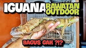 Seiring dengan meningkatnya kunjungan wisatawan, berbagai sarana penunjang seperti restoran, art shop, pasar seni, sarana hiburan, dan rekreasi tumbuh dengan pesat di pusat hunian wisata ataupun di kawasan objek wisata. Babyiguana Youtube