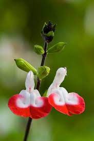 Pin Van Patricia Dann Op Plants Rode Bloemen Planten Bloemen