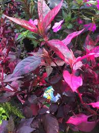 Alternanthera dentata 'brazilian red hots'. Ruby Leaf Alternanthera Dentata Firebug Garden Org