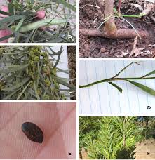 Image result for Acacia adenocalyx