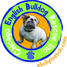The ups store in park ridge, il is here to help individuals and small businesses by offering a wide range of products and services. Pets For Adoption At Chicago English Bulldog Rescue In Park Ridge Il Petfinder
