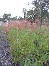 Image result for Melinis repens