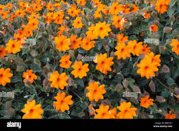 Image result for Thunbergia gregorii