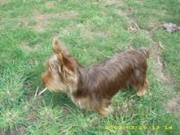Ladies $500 and males $400. Yorkshire Terrier Puppies In Oregon