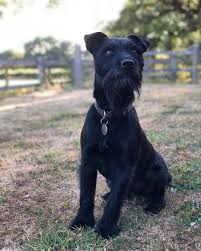 Buddy The Patterdale On Instagram Testing Out The New Iphone X Apple Iphonex Iphone Portraitmode Portra Patterdale Terrier Cute Dogs Dog Breeds