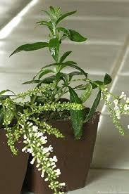Image result for Buddleja asiatica