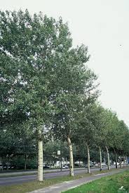 Image result for Populus ×  canescens