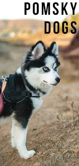 Pomsky Dog Everything You Need To Know About Pomskies