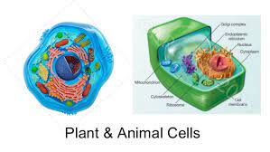 Part plant cell animal cell 1 cell membrane present present 2 cell wall present absent 3 nucleus present present 4 nuclear membrane present present 5 cytoplasm present present 6 plastids present absent 7 vacuole present (smaller in size present (larger in size) Plant Animal Cell