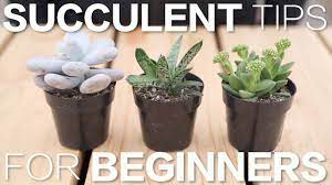 1 part filtered sand & 1 part vermicompostlittle amount bone meal + neem cake + nutrientssome fungicide this potting mix is prescribed by p. Succulent Tips For Beginners Garden Answer Youtube