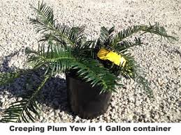 Image result for Polycarpaea prostratum