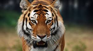 Check spelling or type a new query. Largest Cat In The World Largest Cat Breed In The World