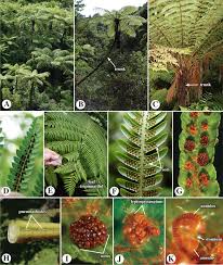 Image result for Antrophyum mannianum