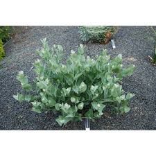 Image result for Indigofera simplicifolia