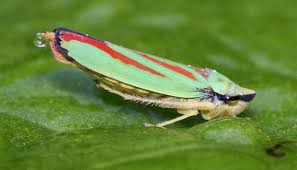 Résultat de recherche d'images pour "leaf hoppers"