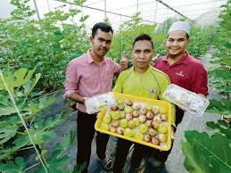 Kalau nak tanam pokok tin dalam pasu, kena gunakan tanah merah yang sedikit berpasir. Cinta Buah Tin Jadikan Guru Agama Usahawan