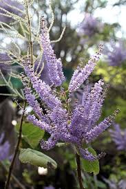 Image result for Tetradenia urticifolia
