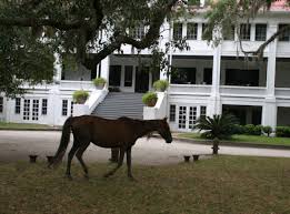 Check spelling or type a new query. Wild Horses On Cumberland Island Georgia Expert Advice On Horse Care And Horse Riding