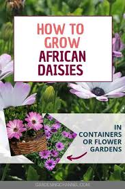 Osteospermum is a magnificent perennial with flowers that are just as. How To Grow African Daisy Flowers Gardening Channel