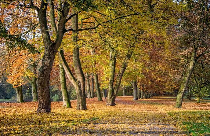 Why Do Leaves Fall in Autumn? | Britannica