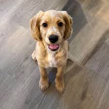 Anyone elses pup make these noises? 🤣