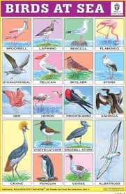 Birds At Sea English Study School Kit Learn Hindi