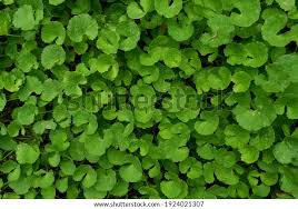 Image result for Centella glabrata