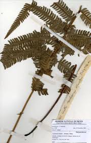 Image result for Cyclosorus striatus