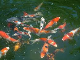 These fish have been slowly changed throughout time in the same way that. Koi Animal Crossing Wiki Fandom