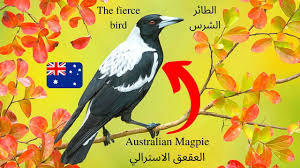 An Australian Magpie Bird طائر العقعق الاسترالي Some Beautiful Pictures Animals Bird