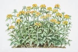 Image result for Phlomis fruticosa