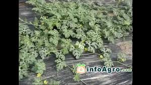 Image result for Coccinia subsessiliflora