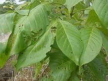 Image result for Vitex thyrsiflora