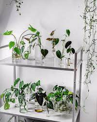 Propagation for many plants is best done in potting soil, but some plants can be propagated in water. Water Propagation How To Get Plants For Free Part 1 That Planty Life Water Plants Indoor Plants Water Plants