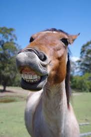 Look at my big teeth hashahahaha hillary clinton. Horse Teeth Best Teeth Wallpaper
