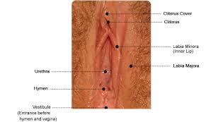 The vagina is inside the body. Vaginal Inner Lips Life Remembrane Eu