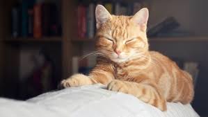 Many people, even cat lovers, don't know that tabby refers to specific coat markings, not a breed (and regardless of color). Ginger Cats The Truth Behind The Colour Purina